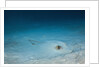 Cowtail Sting Ray camouflaged on the sandy ocean floor (Pastinachus sephen) by Anonymous