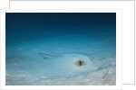 Cowtail Sting Ray camouflaged on the sandy ocean floor (Pastinachus sephen) by Anonymous