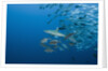 Jackfish school (Caranx by Anonymous