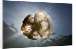 Mastigias Jellyfish in backlight (Mastigias papua etpisonii), Jellyfish Lake, Micronesia, Palau by Anonymous