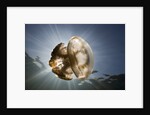 Mastigias Jellyfish in backlight (Mastigias papua etpisonii), Jellyfish Lake, Micronesia, Palau by Anonymous