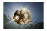Mastigias Jellyfish in backlight (Mastigias papua etpisonii), Jellyfish Lake, Micronesia, Palau by Anonymous