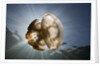 Mastigias Jellyfish in backlight (Mastigias papua etpisonii), Jellyfish Lake, Micronesia, Palau by Anonymous