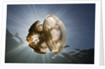 Mastigias Jellyfish in backlight (Mastigias papua etpisonii), Jellyfish Lake, Micronesia, Palau by Anonymous
