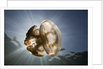 Mastigias Jellyfish in backlight (Mastigias papua etpisonii), Jellyfish Lake, Micronesia, Palau by Anonymous