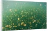 Mastigias Jellyfish (Mastigias papua etpisonii) in Jellyfish Lake, Micronesia, Palau by Anonymous