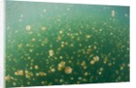 Mastigias Jellyfish (Mastigias papua etpisonii) in Jellyfish Lake, Micronesia, Palau by Anonymous