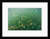 Mastigias Jellyfish (Mastigias papua etpisonii) in Jellyfish Lake, Micronesia, Palau by Anonymous