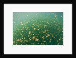 Mastigias Jellyfish (Mastigias papua etpisonii) in Jellyfish Lake, Micronesia, Palau by Anonymous