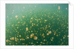Mastigias Jellyfish (Mastigias papua etpisonii) in Jellyfish Lake, Micronesia, Palau by Anonymous