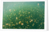 Mastigias Jellyfish (Mastigias papua etpisonii) in Jellyfish Lake, Micronesia, Palau by Anonymous