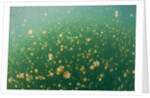 Mastigias Jellyfish (Mastigias papua etpisonii) in Jellyfish Lake, Micronesia, Palau by Anonymous