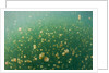 Mastigias Jellyfish (Mastigias papua etpisonii) in Jellyfish Lake, Micronesia, Palau by Anonymous