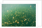 Mastigias Jellyfish (Mastigias papua etpisonii) in Jellyfish Lake, Micronesia, Palau by Anonymous