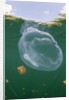 Giant Moon Jellyfish in Jellyfish Lake (Aurita aurita) with Mastigias Jellyfish in the background by Anonymous