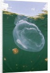 Giant Moon Jellyfish in Jellyfish Lake (Aurita aurita) with Mastigias Jellyfish in the background by Anonymous