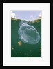 Giant Moon Jellyfish in Jellyfish Lake (Aurita aurita) with Mastigias Jellyfish in the background by Anonymous