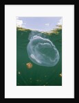 Giant Moon Jellyfish in Jellyfish Lake (Aurita aurita) with Mastigias Jellyfish in the background by Anonymous