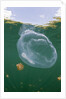 Giant Moon Jellyfish in Jellyfish Lake (Aurita aurita) with Mastigias Jellyfish in the background by Anonymous