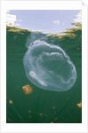 Giant Moon Jellyfish in Jellyfish Lake (Aurita aurita) with Mastigias Jellyfish in the background by Anonymous
