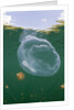 Giant Moon Jellyfish in Jellyfish Lake (Aurita aurita) with Mastigias Jellyfish in the background by Anonymous