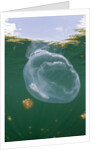 Giant Moon Jellyfish in Jellyfish Lake (Aurita aurita) with Mastigias Jellyfish in the background by Anonymous