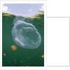 Giant Moon Jellyfish in Jellyfish Lake (Aurita aurita) with Mastigias Jellyfish in the background by Anonymous