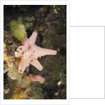 Sponge in Jellyfish Lake, Micronesia, Palau by Anonymous