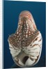 Chambered Nautilus (Nautilus belauensis), Micronesia, Palau by Anonymous