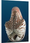 Chambered Nautilus (Nautilus belauensis), Micronesia, Palau by Anonymous