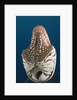 Chambered Nautilus (Nautilus belauensis), Micronesia, Palau by Anonymous