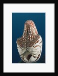 Chambered Nautilus (Nautilus belauensis), Micronesia, Palau by Anonymous
