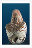 Chambered Nautilus (Nautilus belauensis), Micronesia, Palau by Anonymous