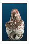 Chambered Nautilus (Nautilus belauensis), Micronesia, Palau by Anonymous