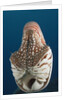 Chambered Nautilus (Nautilus belauensis), Micronesia, Palau by Anonymous