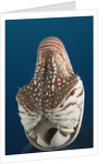 Chambered Nautilus (Nautilus belauensis), Micronesia, Palau by Anonymous