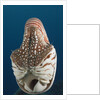 Chambered Nautilus (Nautilus belauensis), Micronesia, Palau by Anonymous
