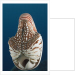 Chambered Nautilus (Nautilus belauensis), Micronesia, Palau by Anonymous