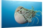 Chambered Nautilus (Nautilus belauensis), Micronesia, Palau by Anonymous