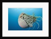 Chambered Nautilus (Nautilus belauensis), Micronesia, Palau by Anonymous
