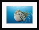 Chambered Nautilus (Nautilus belauensis), Micronesia, Palau by Anonymous