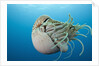 Chambered Nautilus (Nautilus belauensis), Micronesia, Palau by Anonymous