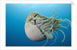 Chambered Nautilus (Nautilus belauensis), Micronesia, Palau by Anonymous