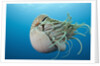 Chambered Nautilus (Nautilus belauensis), Micronesia, Palau by Anonymous