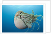 Chambered Nautilus (Nautilus belauensis), Micronesia, Palau by Anonymous