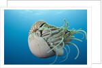 Chambered Nautilus (Nautilus belauensis), Micronesia, Palau by Anonymous