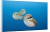 Group of Chambered Nautilus (Nautilus belauensis), Micronesia, Palau by Anonymous