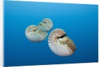 Group of Chambered Nautilus (Nautilus belauensis), Micronesia, Palau by Anonymous
