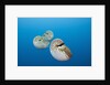 Group of Chambered Nautilus (Nautilus belauensis), Micronesia, Palau by Anonymous