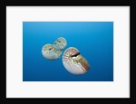 Group of Chambered Nautilus (Nautilus belauensis), Micronesia, Palau by Anonymous